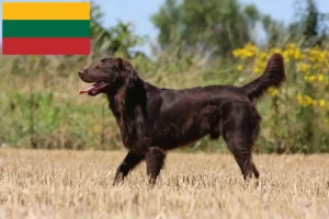 Read more about the article Flat Coated Retriever-opdrættere og hvalpe i Litauen