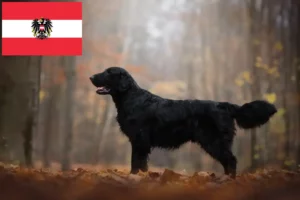 Read more about the article Flat Coated Retriever-opdrættere og hvalpe i Østrig