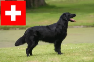 Read more about the article Flat Coated Retriever opdrættere og hvalpe i Schweiz