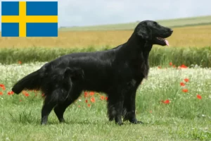 Read more about the article Flat Coated Retriever opdrættere og hvalpe i Sverige