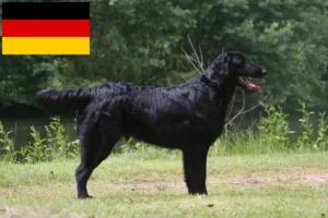 Read more about the article Flat Coated Retriever-opdrættere og hvalpe i Tyskland