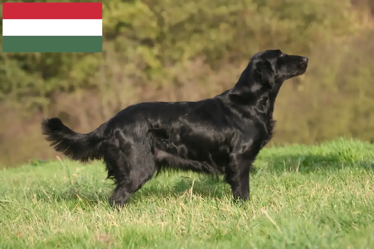 Read more about the article Flat Coated Retriever-opdrættere og hvalpe i Ungarn