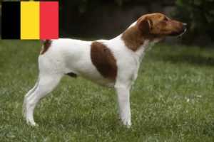 Read more about the article Foxterrier-opdrættere og hvalpe i Belgien