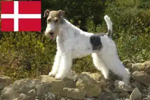 Read more about the article Foxterrier-opdrættere og hvalpe i Danmark