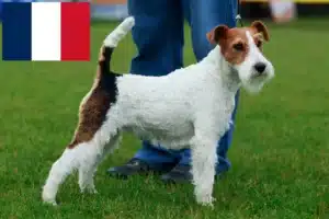 Read more about the article Foxterrier-opdrættere og hvalpe i Frankrig