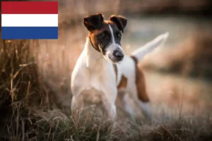 Read more about the article Fox Terrier-opdrættere og hvalpe i Holland