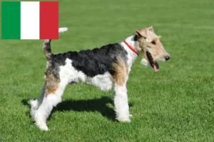 Read more about the article Foxterrier-opdrættere og hvalpe i Italien