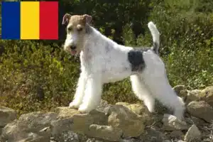 Read more about the article Foxterrier-opdrættere og hvalpe i Rumænien