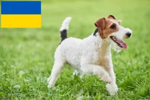 Read more about the article Fox terrier opdrættere og hvalpe i Ukraine