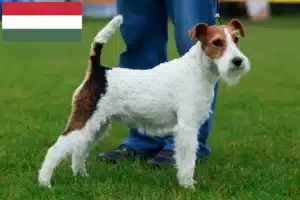 Read more about the article Foxterrier-opdrættere og hvalpe i Ungarn