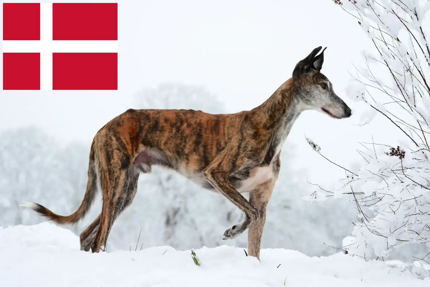 Read more about the article Galgo Espanol opdrættere og hvalpe i Danmark