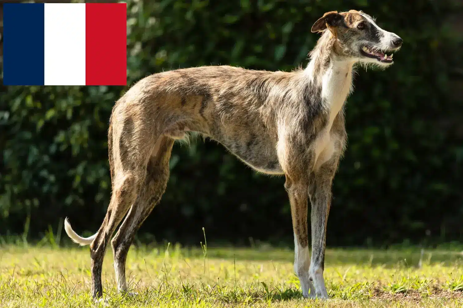 Read more about the article Galgo Espanol opdrættere og hvalpe i Frankrig