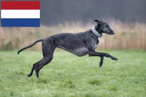 Read more about the article Galgo Espanol opdrættere og hvalpe i Holland