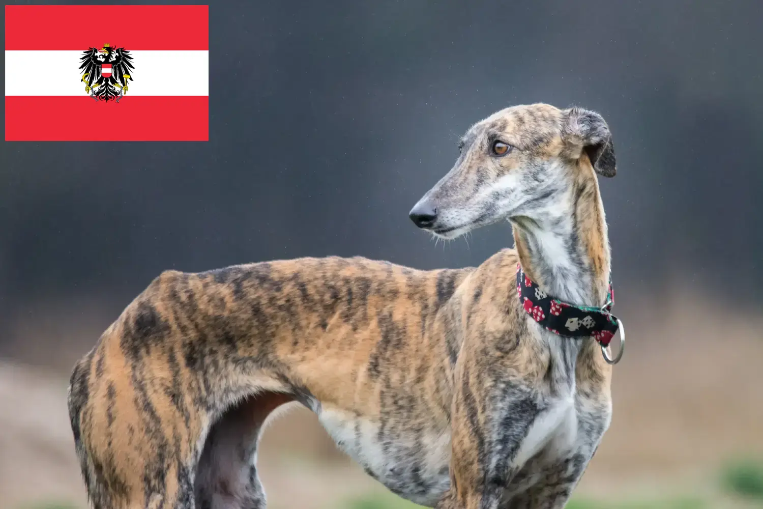 Read more about the article Galgo Espanol opdrættere og hvalpe i Østrig