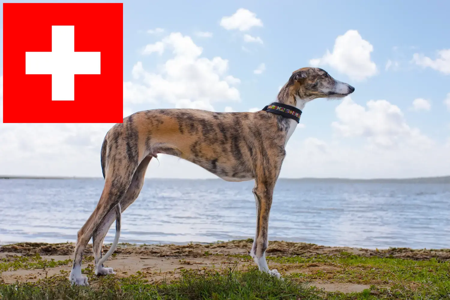 Read more about the article Galgo Espanol opdrættere og hvalpe i Schweiz