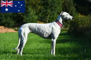 Read more about the article Greyhound-opdrættere og hvalpe i Australien