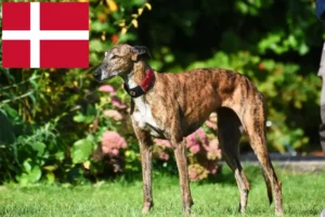 Read more about the article Greyhound-opdrættere og hvalpe i Danmark