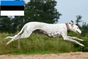Read more about the article Greyhound-opdrættere og hvalpe i Estland