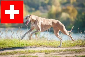 Read more about the article Greyhound-opdrættere og hvalpe i Schweiz