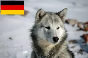 Read more about the article Grønlandske hundeopdrættere og hvalpe i Tyskland