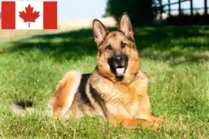 Read more about the article Fårehundeopdrættere og hvalpe i Canada