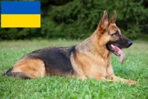 Read more about the article Hyrdehundeopdrættere og hvalpe i Ukraine