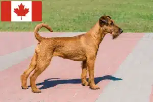 Read more about the article Opdrættere og hvalpe af irsk terrier i Canada