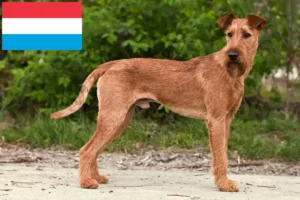 Read more about the article Opdrættere og hvalpe af irsk terrier i Luxembourg