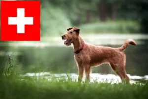 Read more about the article Opdrættere og hvalpe af irsk terrier i Schweiz