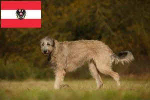 Read more about the article Opdrættere og hvalpe af irsk ulvehund i Østrig