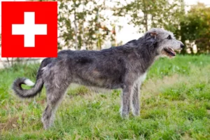 Read more about the article Opdrættere og hvalpe af irsk ulvehund i Schweiz