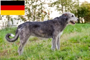 Read more about the article Opdrættere og hvalpe af irsk ulvehund i Tyskland