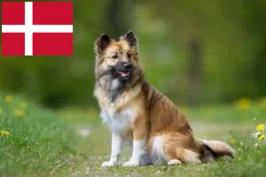 Read more about the article Islandske hundeopdrættere og hvalpe i Danmark