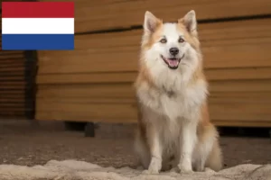 Read more about the article Islandske hundeopdrættere og hvalpe i Holland