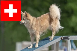 Read more about the article Islandske hundeopdrættere og hvalpe i Schweiz