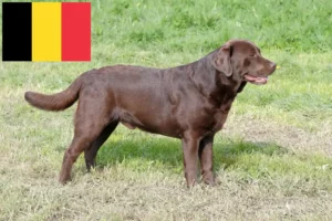 Read more about the article Labradoropdrættere og hvalpe i Belgien