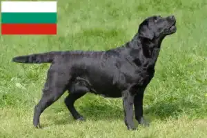 Read more about the article Labradoropdrættere og hvalpe i Bulgarien