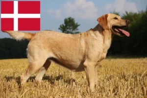 Read more about the article Labradoropdrættere og hvalpe i Danmark