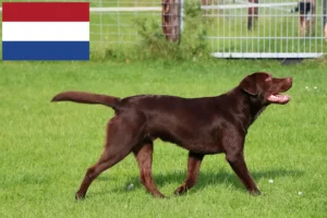 Read more about the article Labradoropdrættere og hvalpe i Holland