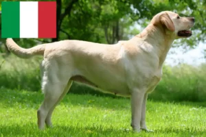 Read more about the article Labradoropdrættere og hvalpe i Italien