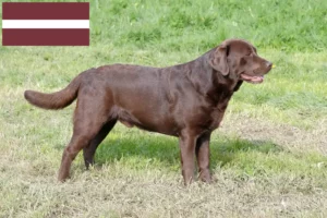 Read more about the article Labradoropdrættere og hvalpe i Letland