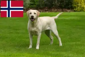 Read more about the article Labradoropdrættere og hvalpe i Norge