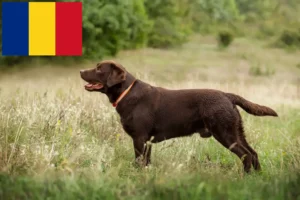 Read more about the article Labradoropdrættere og hvalpe i Rumænien