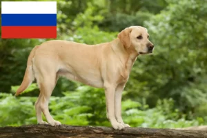 Read more about the article Labradoropdrættere og hvalpe i Rusland