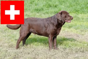 Read more about the article Labradoropdrættere og hvalpe i Schweiz