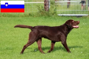 Read more about the article Labradoropdrættere og hvalpe i Slovenien