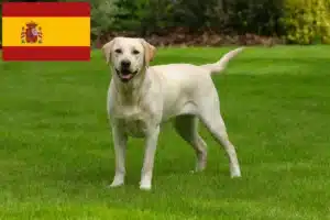 Read more about the article Labradoropdrættere og hvalpe i Spanien