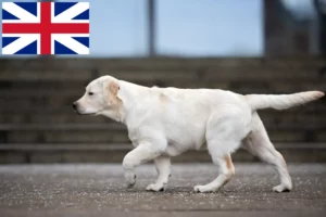 Read more about the article Labradoropdrættere og hvalpe i Storbritannien