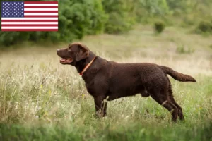 Read more about the article Labradoropdrættere og hvalpe i USA