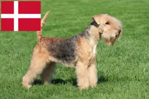 Read more about the article Lakeland Terrier opdrættere og hvalpe i Danmark